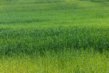 An agricultural field where green cereals grow