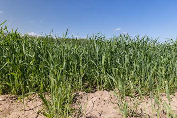 Fototapeta premium An agricultural field where green cereals grow