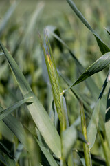 An agricultural field where green cereals grow