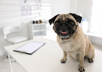 Cute pug dog on white table in clinic, space for text. Vaccination day