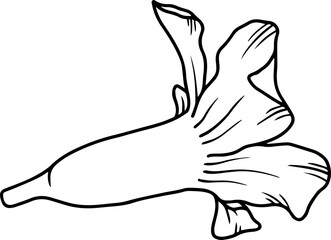 Hand Drawn Flower Sketch Line Art
