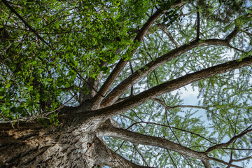 looking up at the sky and clouds through tree branches on tall, old tree