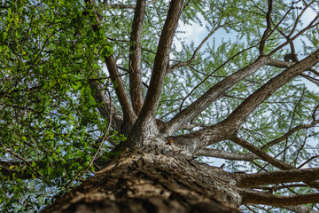 looking up at the sky and clouds through tree branches on tall, old tree
