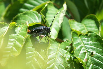 葉にとまったゴマダラカミキリ