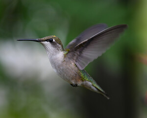 An immature male ruby throated hummingbird hovering above a garden