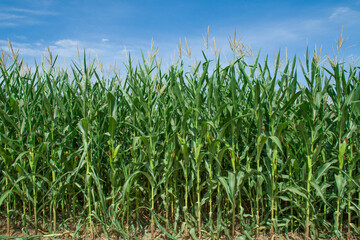 Green corn field and blue sky. Agricultural landscape.