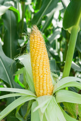 Fresh ripe corn cobs in an organic corn field. Concept food and plant