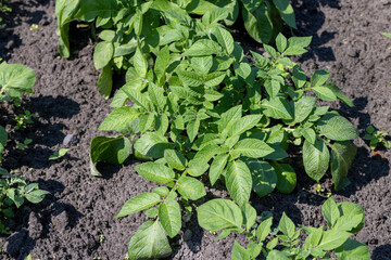 A field with furrows in which potatoes grow