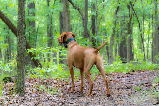 Picture  is taken from the rear of Vizsla hunting dog as he looks intently into a very green forest.