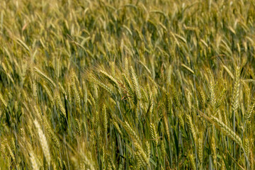 A field with unripe wheat in the summer season