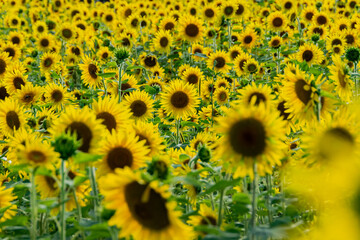 sunflower6