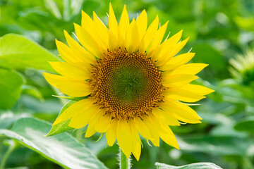 sunflower3