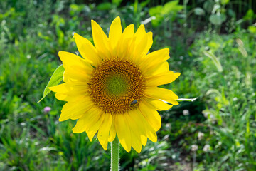 sunflower2