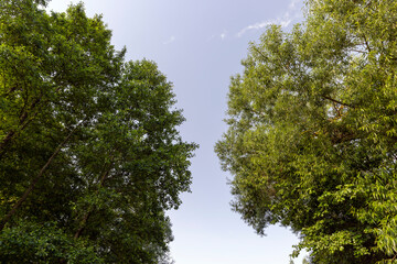 trees with green foliage in a mixed forest