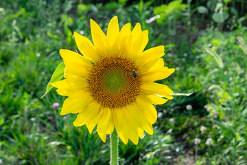 sunflower1