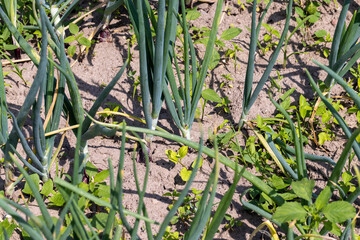 Green onions on the field in the summer