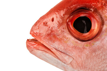 Head fish isolated on a white background. Real closeup of red snapper head.