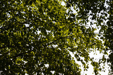 green birch foliage in sunny windy weather