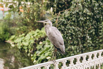 Fototapeta premium The grey heron (Ardea cinerea) in reeds