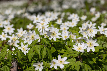 white spring anemones growing in the forest in spring