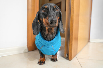 A drenched, unhappy dachshund puppy walks in the door after a walk in the rain. Pathetic wet dog...