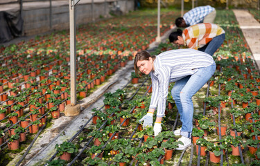 Woman gardener taking care of plants with her co-workers in greenhouse.