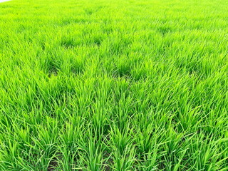青々と広がる生育中のイネ