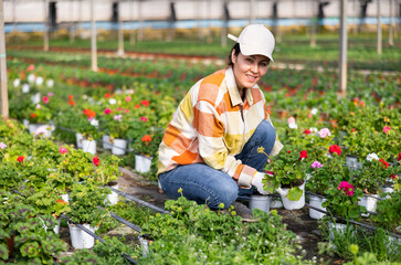Hardworking asian woman farmer working in a greenhouse inspects pelargonium for the presence of a flower disease