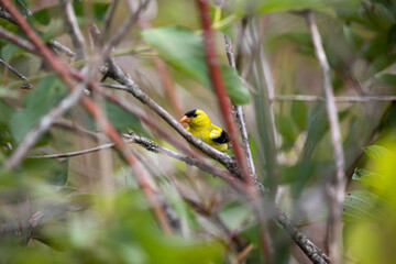 A male american goldfinch perched along a marsh boardwalk trail in Ontario.