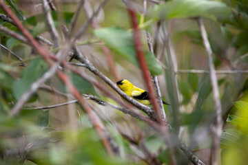 A male american goldfinch perched along a marsh boardwalk trail in Ontario.