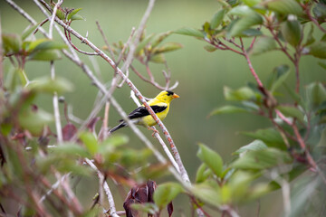 A male american goldfinch perched along a marsh boardwalk trail in Ontario.
