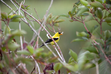 A male american goldfinch perched along a marsh boardwalk trail in Ontario.
