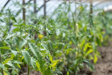 Growing tomatoes in a homemade simple greenhouse
