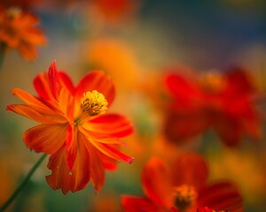 日本の秋は秋桜(コスモス)の花が見頃