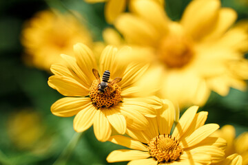 Macro of honey bee foraging across a bunch of yellow daisies on a sunny afternoon