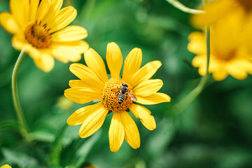 Honey bee and the yellow daisy