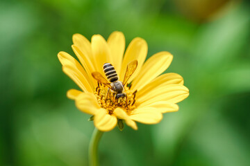 Close up of a honey bee foraging on a singular yellow daisy