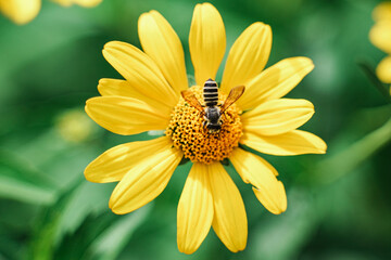 Macro Close-up of a honey bee on a yellow Gloriosa Daisy 