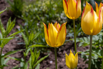 Yellow-red tulips in the garden in summer