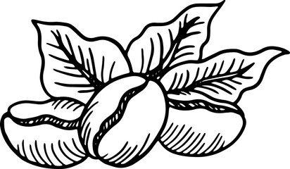 Obraz premium Branch of coffee with beans and leaf hand drawn illustration