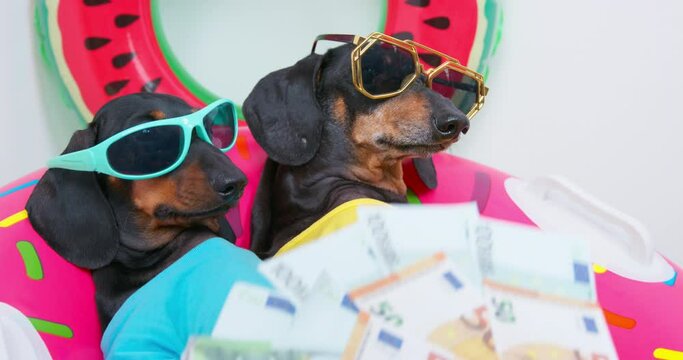 Two dachshund dogs in bright t-shirts, sunglasses lie on bright deck chairs, fan of cash. Wealthy lifestyle. Image of luxurious, carefree life of popular kids. Success, winning lottery, squandering