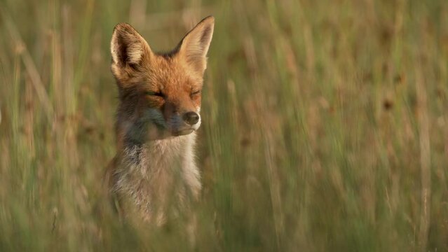 Close-up of a lone fox in a grassy field intensely staring at the camera