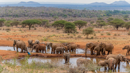 Naklejka na ściany i meble herd of African elephants together having water at Amboseli national park Kenya