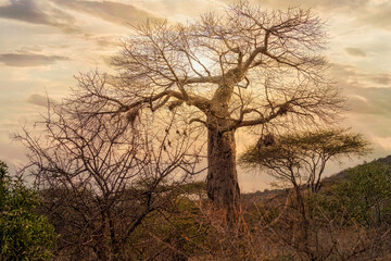 Fototapeta na wymiar africa local tree of baobab tree at Tsavo east national park Kenya