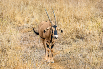 lone oryx eating grass in savanna grassland suring sun setting at Masai mara National reserve Kenya