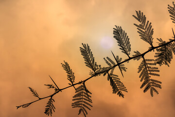 acacia tree with background of sunset sky in africa