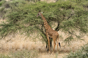 Giraffe standing in savanna grassland in Masai Mara National Reserve Kenya