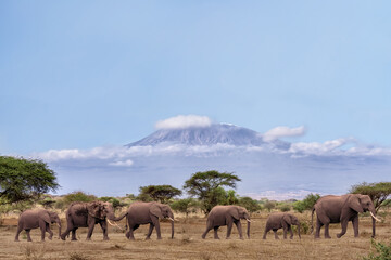 Afrikaanse olifanten lopen samen met de achtergrond van de Kilimanjaro-berg in Amboseli National Park Kenya