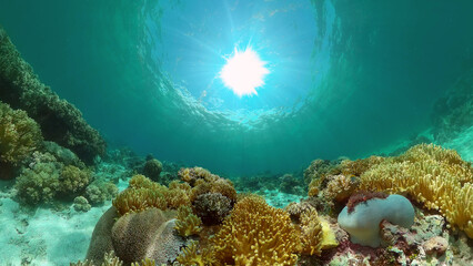 Naklejka na ściany i meble Underwater Tropical Reef View. Tropical fish reef marine. Soft-hard corals seascape. Philippines.
