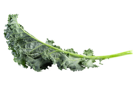 Fresh green leaves of Kale. Green vegetable leaves isolated on alpha background.